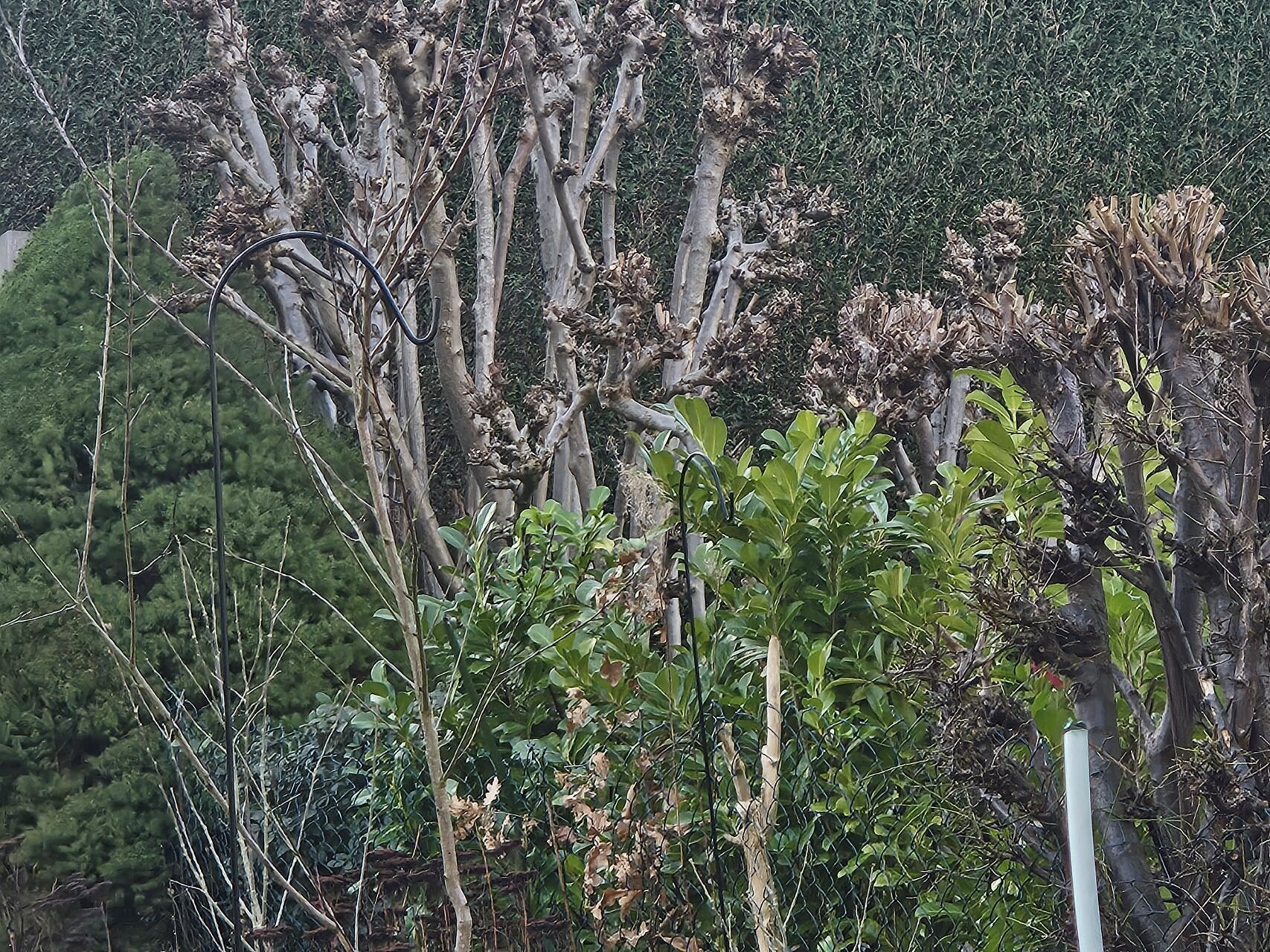 Winterlicher Waldrand mit feuchten Ästen und grünem Unterholz