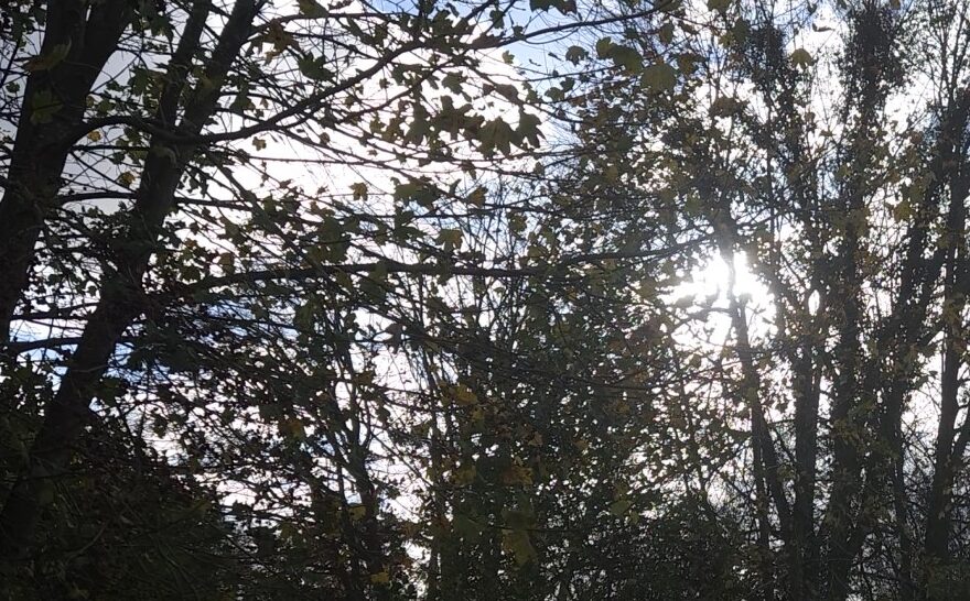 Morgenlicht durch kahle Bäume – Morgen Reset für einen ruhigen Start