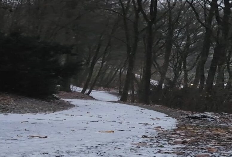 Verschneiter Waldweg mit kahlen Bäumen und grauem Himmel – Winterblues